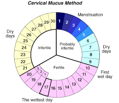 Fertility cycle